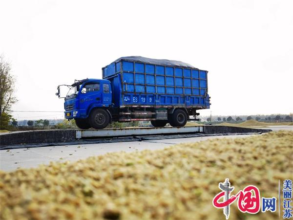 江苏宝应湖：全程机械化助力高质量秋收秋种