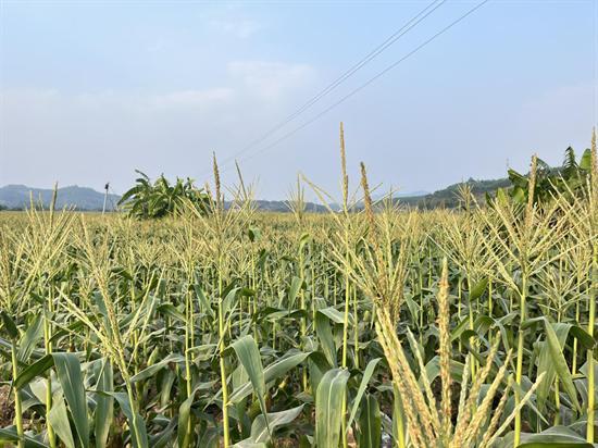 玉米串起“黄金”产业链 铺就犁市乡村振兴路