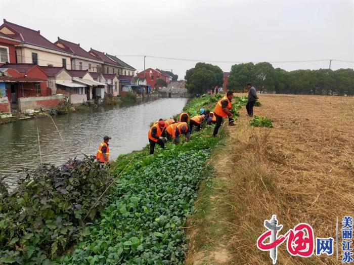 苏州相经开北桥庄基村开展河道垦坡种植专项清理行动