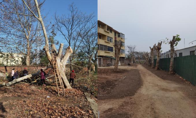 南京栖霞街道石埠桥村：修剪树枝除隐患 为民服务暖人心