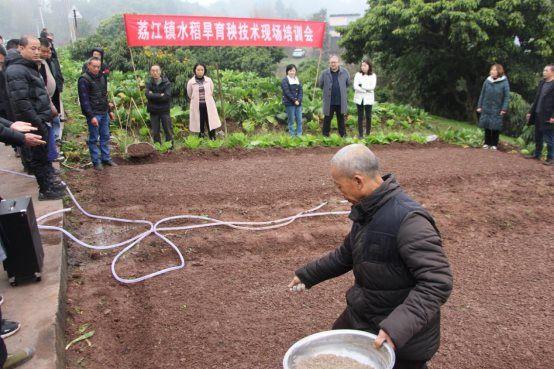 合江县荔江镇：举办水稻旱育秧技术现场培训