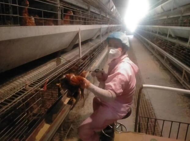 泰兴市昆仑畜禽养殖场向自动化、智能化养殖迈进