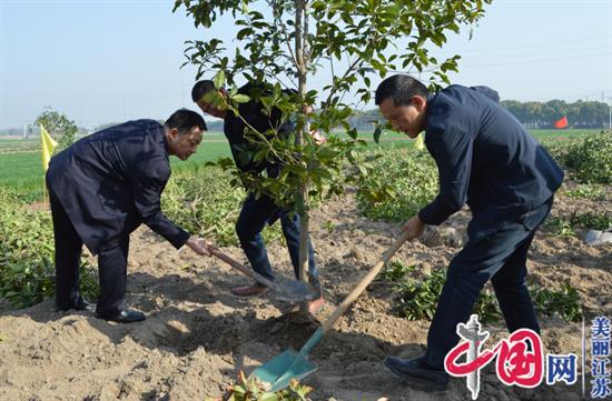 泰兴市虹桥镇：见缝插绿 再掀植树造林新热潮