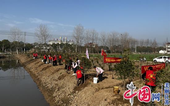 泰兴市虹桥镇：见缝插绿 再掀植树造林新热潮