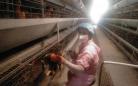 泰兴市昆仑畜禽养殖场向自动化、智能化养殖迈进