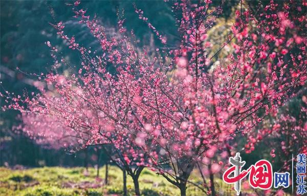 踏青赏景正当时 丁蜀春天有多美