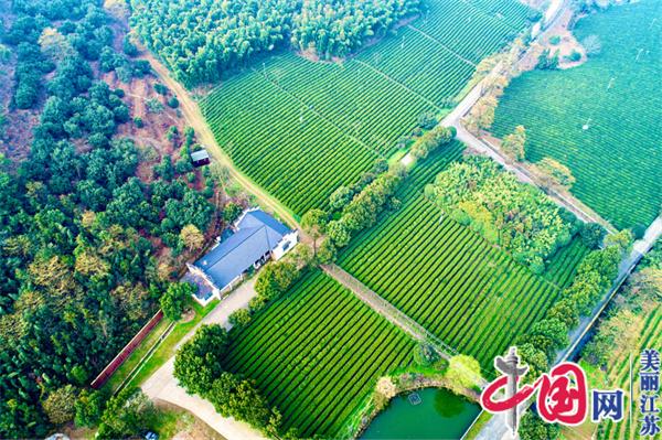 买田茶业阳羡老 兰山深情柯荣伟一一记宜兴兰山茶场负责人柯荣伟