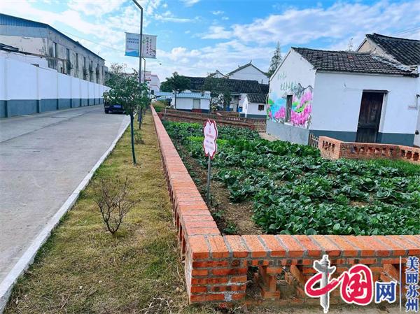 苏州乐安村“小菜园”里种出“大民生”