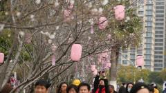 活力新城 “樱”你而来！海经区第六届樱花节玩法升级