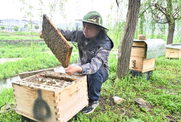 隆回金石桥镇：九零后罗中旺痴迷养蜂酿造“甜蜜事业”
