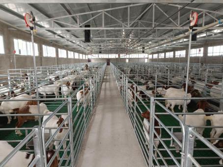 农发行盐亭支行2.6亿元贷款支持肉羊养殖推动产业升级