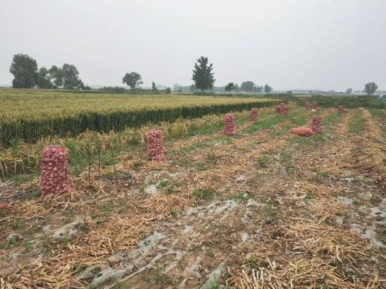 “蒜”好收成助振兴：首羡镇3.5万亩大蒜喜获丰收