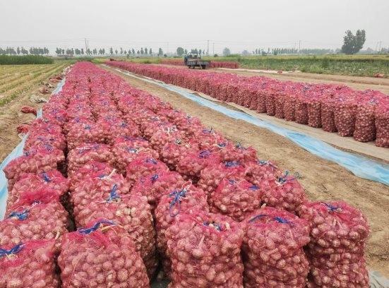 “蒜”好收成助振兴：首羡镇3.5万亩大蒜喜获丰收
