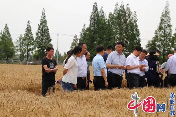 泰兴市小麦千亩示范方——亩产超625公斤