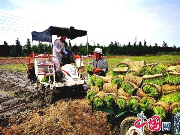 兴化市戴南镇：“水上汽车”插秧忙