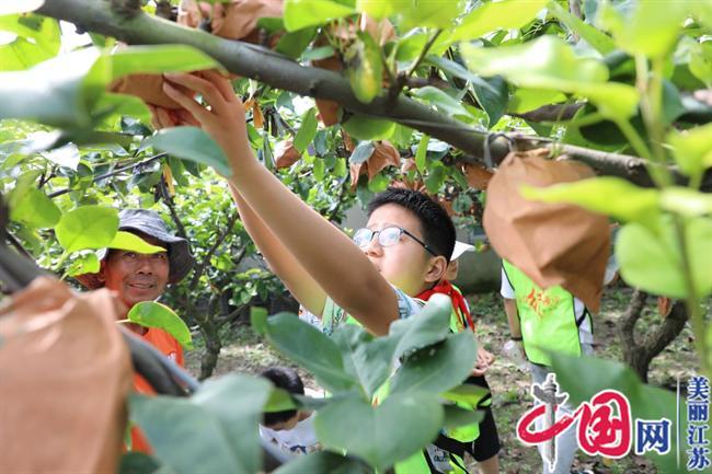 江心沙农场：果园里的“开学第一课” 让劳动教育“提味增鲜”