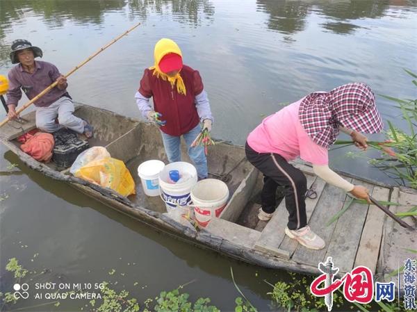 兴化市大营镇开展福寿螺治理专项行动 保护水域生态安全