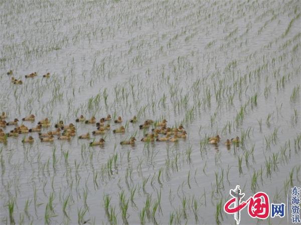 兴化钓鱼镇：“稻鸭共生”走出致富与生态共赢新“稻”路