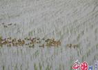 兴化钓鱼镇：“稻鸭共生” 走出致富与生态共赢新“稻”路