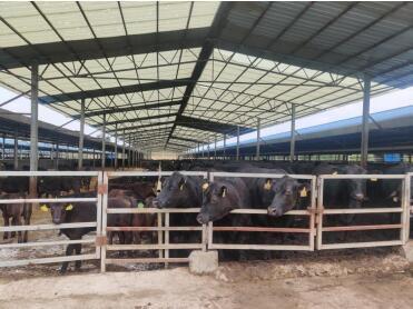 农发行黔西市支行：强基补链让牛产业真正“牛”起来