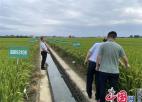 省农科院王才林研究员来兴化考察水稻品种