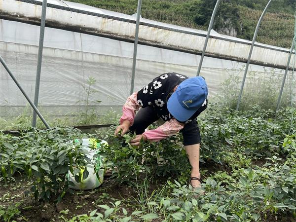 贵州纳雍：“火红”产业带来红火生活