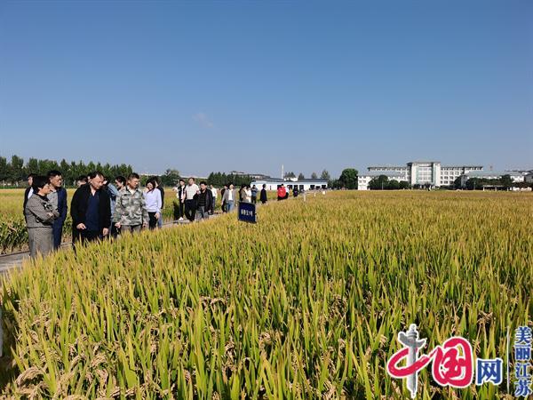 泰兴市农业农村局农技推广中心党总支举办水稻新品种试验展示及综合测试现场观摩活动