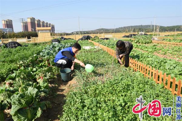 南京溧水晶桥镇：党建引领 小菜园种出基层大治理