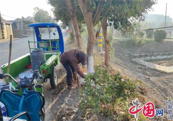 兴化市垛田街道凤凰垛村：树木刷白迎寒冬 杀菌防虫过暖冬