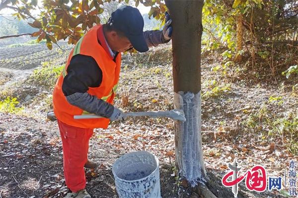 苏州黄埭镇：树木涂白“穿冬衣” 防虫抗寒安全越冬