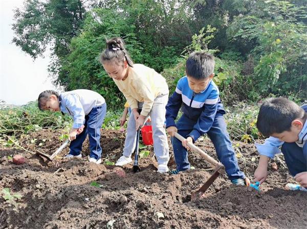 浙江义乌佛堂小学：“薯”与“泥”的快乐