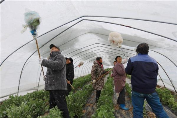 江苏人保理赔服务跑出加速度 3天完成90%雪灾农险赔付