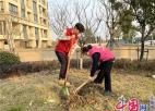 苏州北桥凤湖花园社区开展“植廉于心 树德于行”植树节活动