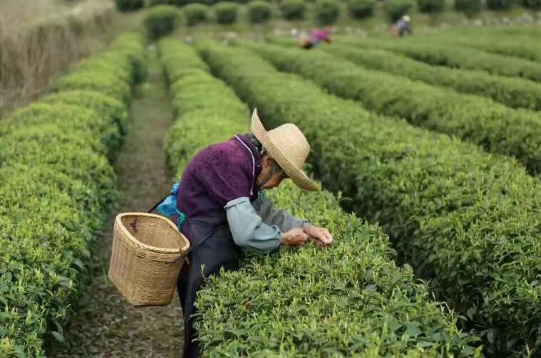 湖南省桂东县：4万亩茶山变“金山” 托起群众致富梦