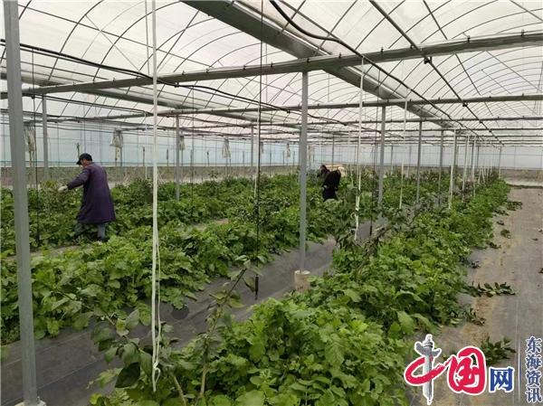 敢闯敢干 蒋礼祥沈伦建起大型柑橘种植基地