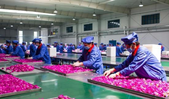 平阴县整合多方资源 推动特色产业发展见实效