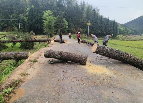 湖南桂东东洛：“卧”在路中间的大树被清走了