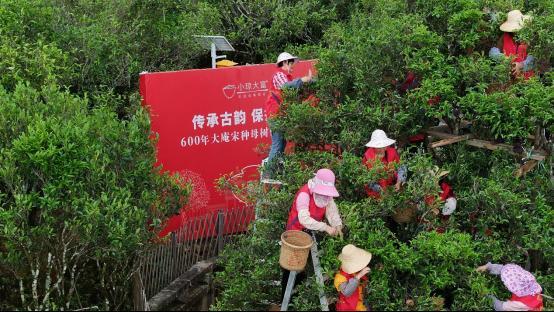潮州市凤凰镇600年古茶树大庵“宋种”开采