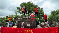 潮州市凤凰镇600年古茶树大庵“宋种”开采