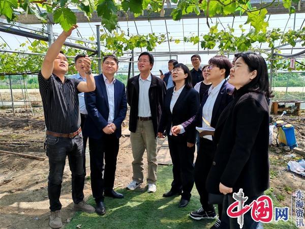 江苏省知名专家到林湖指导葡萄种植