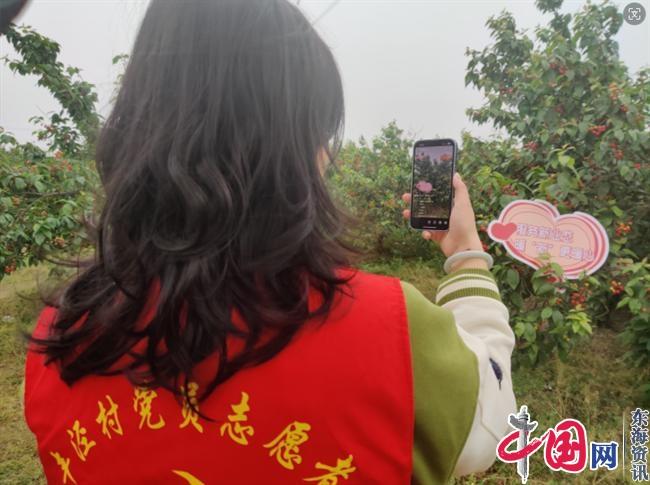 苏州北桥街道丰泾村：红红樱桃挂枝头 党建助力促销售