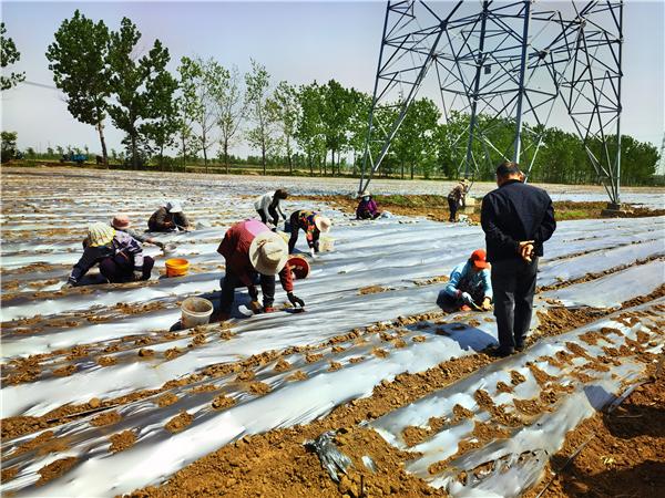 新沂市墨河街道：中药材种植成为农民增收“致富经”