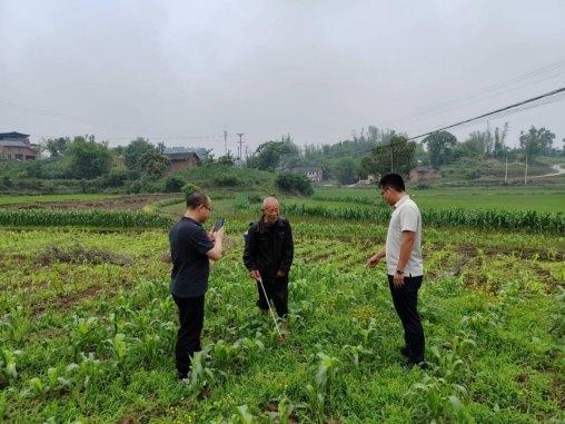 富顺县骑龙镇：农忙时节抢农时 现场办公到田间