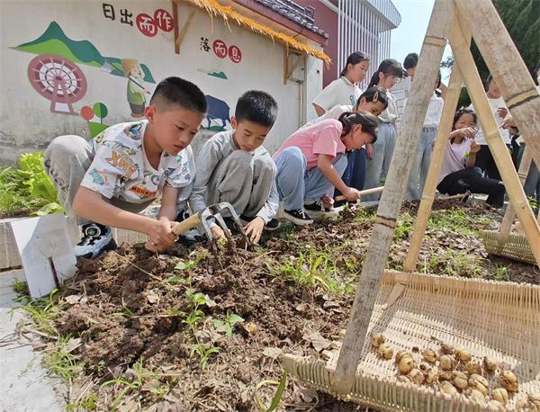 东阳市东阳江镇中心小学：草药丰收季 传承进行时