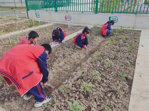 管养 研究 东阳市湖溪镇中心小学的农场“小专家”来了