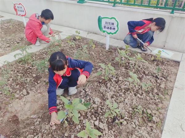 管养 研究 东阳市湖溪镇中心小学的农场“小专家”来了