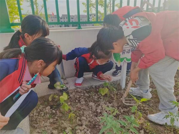 管养 研究 东阳市湖溪镇中心小学的农场“小专家”来了