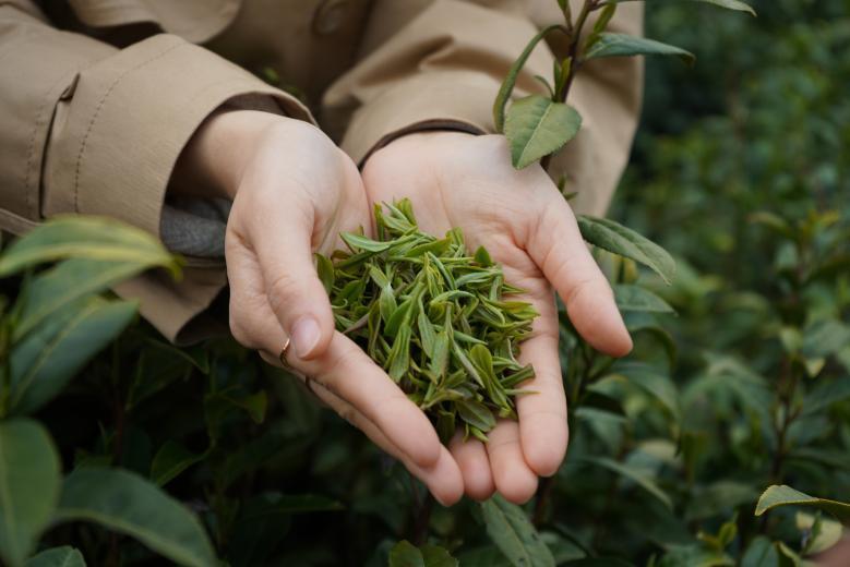 中国茶人张玲丨坚守有机生态茶园 绘就茶文化新画卷