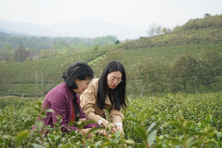 中国茶人张玲丨坚守有机生态茶园 绘就茶文化新画卷