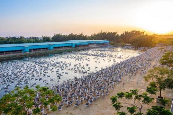 澄海狮头鹅养殖技术培训暨海润进士洲澄海狮头鹅农业产业园发布会成功举办